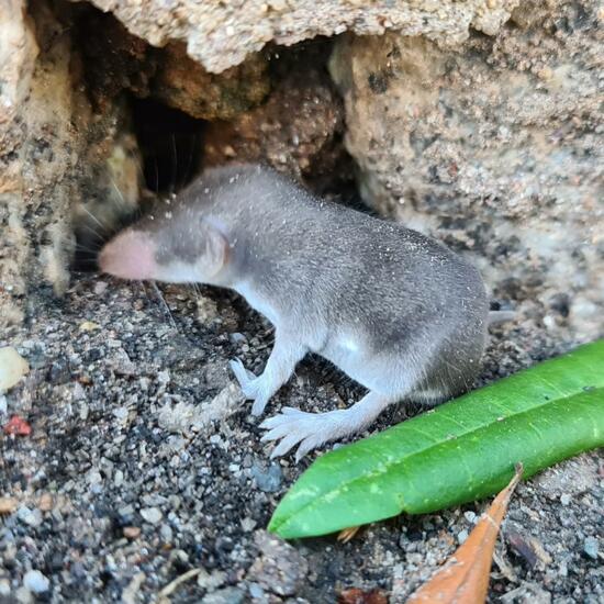 Lesser white-toothed shrew: Animal in nature in the NatureSpots App