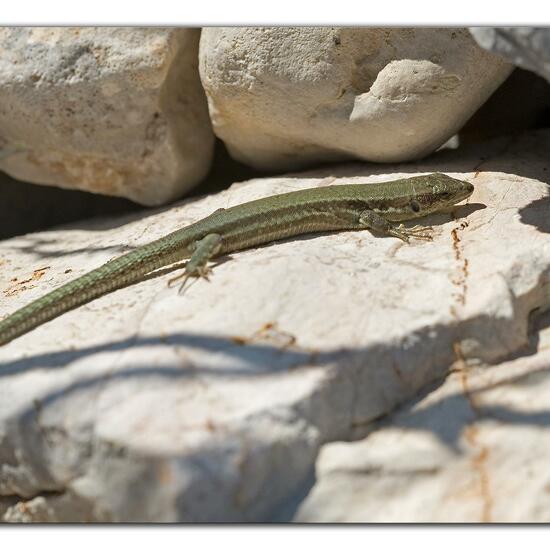 Podarcis muralis: Animal in habitat Rock areas in the NatureSpots App