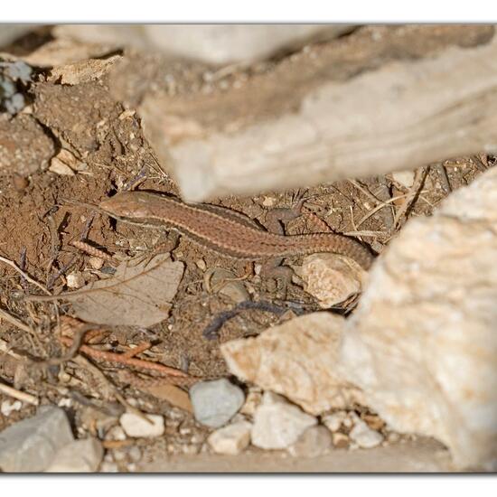 Podarcis muralis: Animal in habitat Rock areas in the NatureSpots App