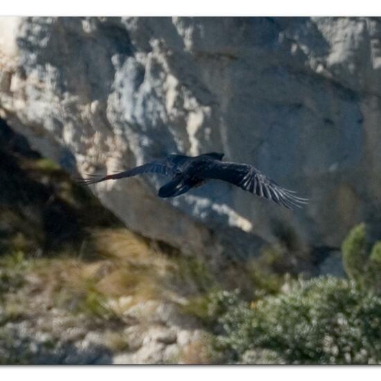 Northern Raven: Animal in habitat Rock areas in the NatureSpots App