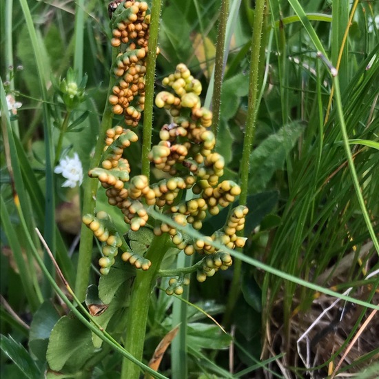 Botrychium lunaria: Plant in habitat Rock areas in the NatureSpots App