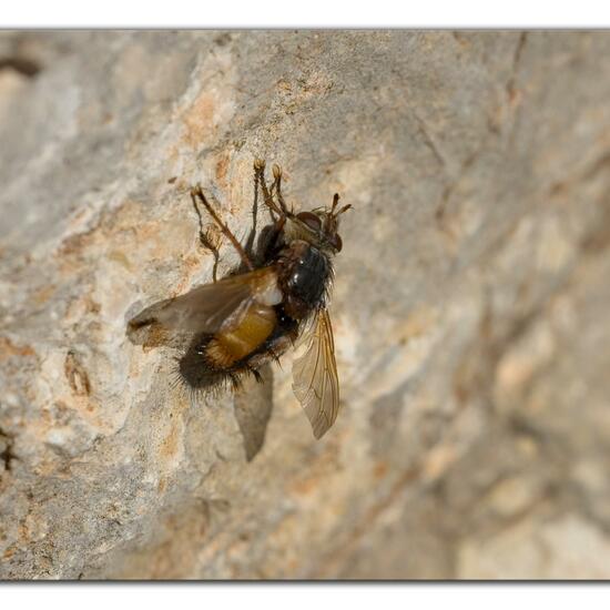 Tachina fera: Animal in habitat Rock areas in the NatureSpots App