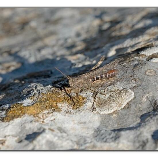 Bow-winged grasshopper: Animal in nature in the NatureSpots App