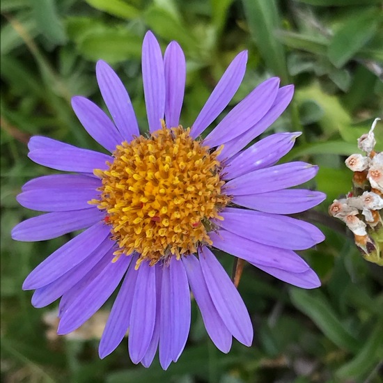 Aster alpinus: Plant in habitat Rock areas in the NatureSpots App