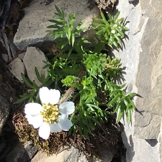 Achillea atrata: Plant in habitat Rock areas in the NatureSpots App