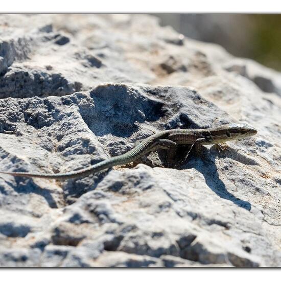 Podarcis muralis: Animal in habitat Rock areas in the NatureSpots App