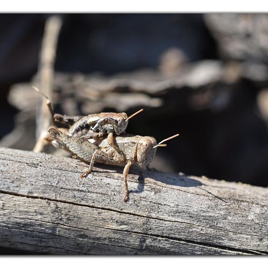 Pezotettix giornae: Animal in habitat Rock areas in the NatureSpots App