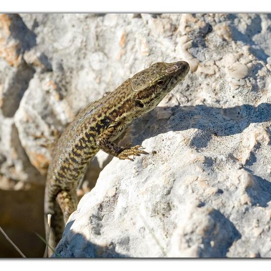 Podarcis muralis: Animal in habitat Rock areas in the NatureSpots App