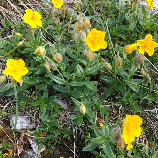 Helianthemum nummularium: Plant in habitat Rock areas in the NatureSpots App