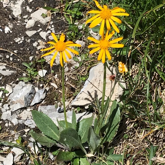 Senecio doronicum: Plant in habitat Rock areas in the NatureSpots App