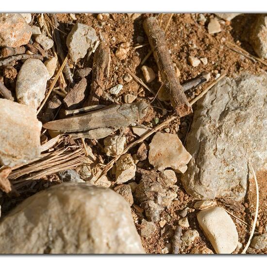 Oedipoda caerulescens: Animal in habitat Rock areas in the NatureSpots App