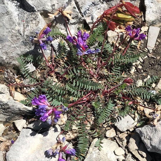 Oxytropis jacquinii: Plant in habitat Rock areas in the NatureSpots App