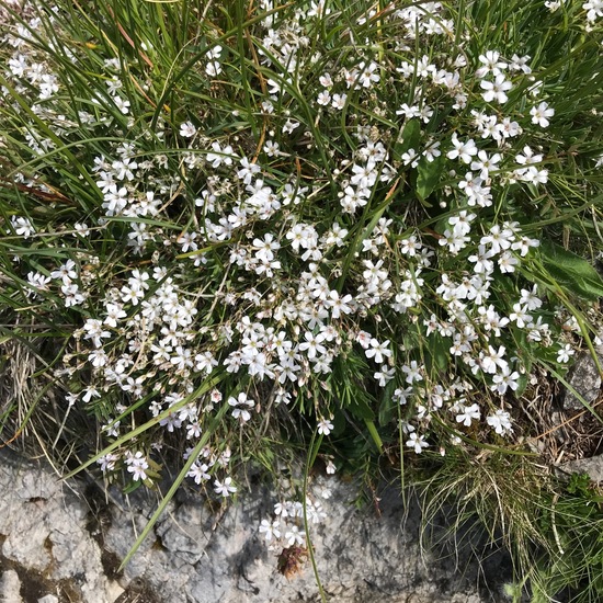 Gypsophila repens: Plant in habitat Rock areas in the NatureSpots App