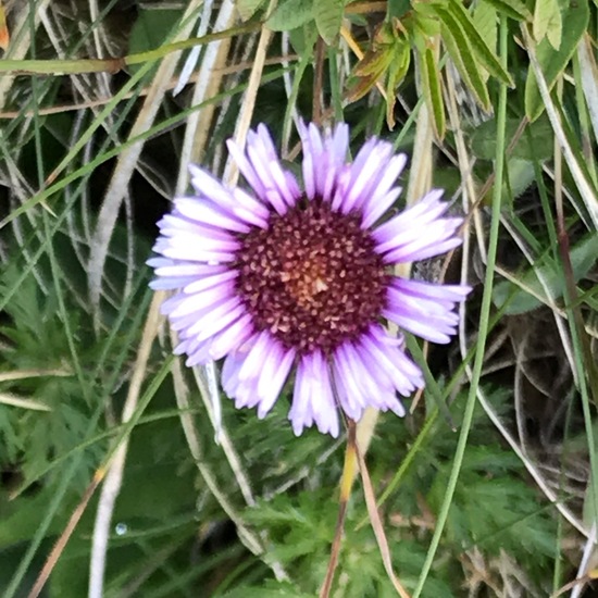 Erigeron uniflorus: Plant in habitat Mountain meadows in the NatureSpots App