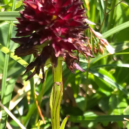 Nigritella nigra subsp. rhellicani: Plant in habitat Mountain meadows in the NatureSpots App