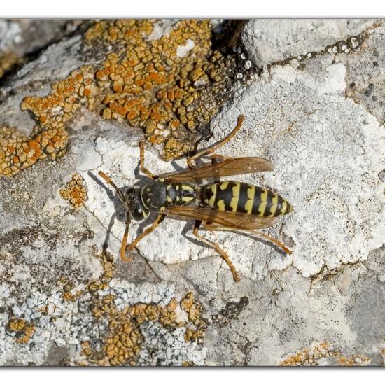 Polistes dominula: Animal in habitat Rock areas in the NatureSpots App