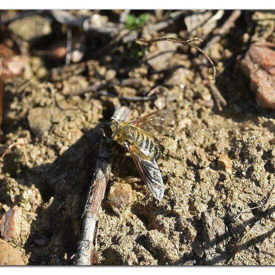 Hottentottenfliege: Tier im Habitat Felsgebiet in der NatureSpots App