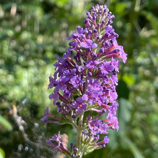 Buddleja davidii: Plant in nature in the NatureSpots App