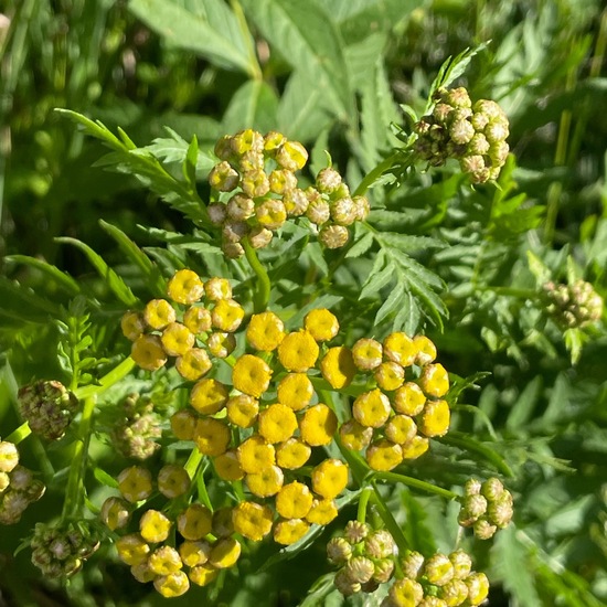 Rainfarn: Pflanze im Habitat Ackerrandstreifen in der NatureSpots App