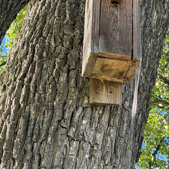 Hornisse: Tier im Habitat Anderes Agrarhabitat in der NatureSpots App