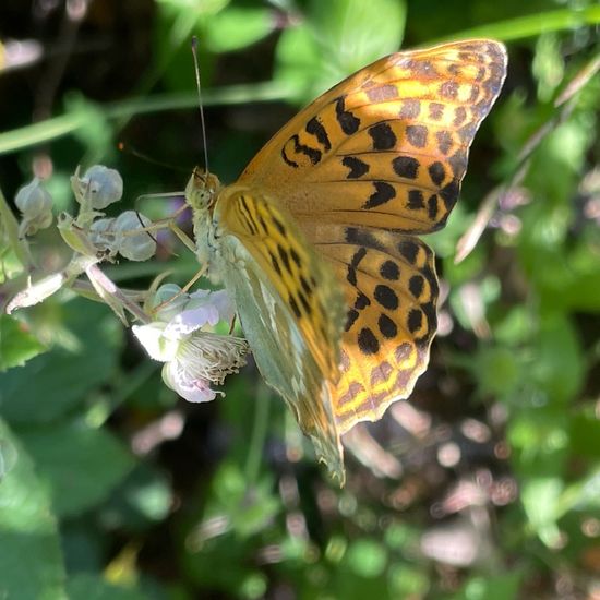 Kaisermantel: Tier im Habitat Ackerrandstreifen in der NatureSpots App