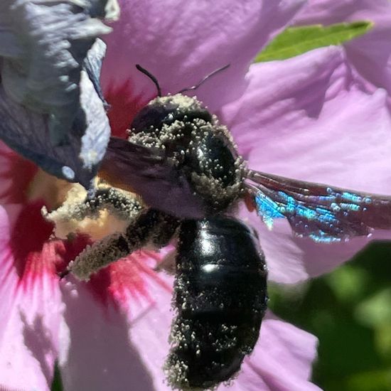 Xylocopa violacea: Tier im Habitat Garten in der NatureSpots App