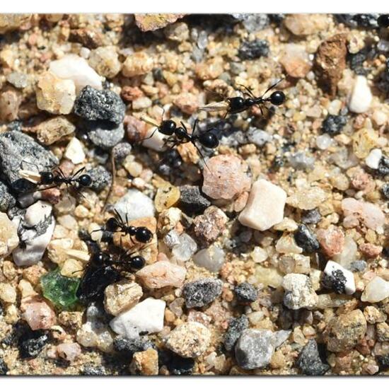 Lasius fuliginosus: Animal in habitat Rock areas in the NatureSpots App