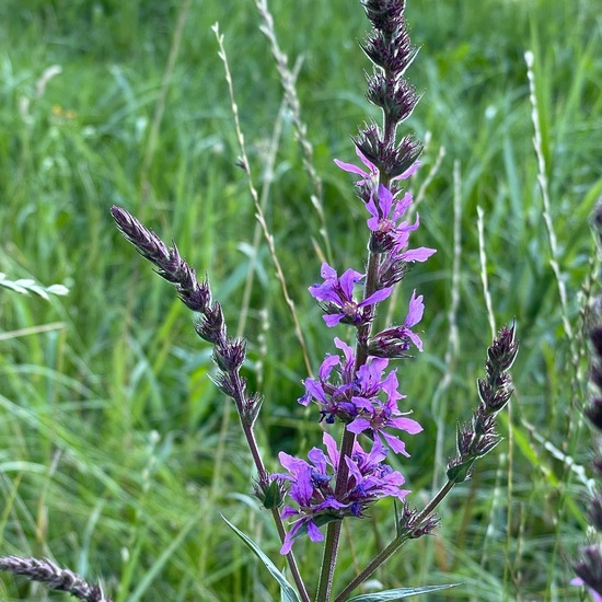 Gewöhnlicher Blutweiderich: Pflanze im Habitat Landwirtschaftliche Wiese in der NatureSpots App