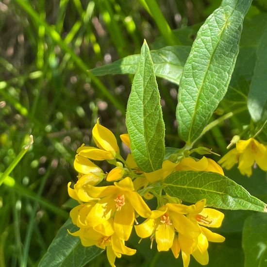 Lysimachia vulgaris: Pflanze im Habitat Ackerrandstreifen in der NatureSpots App