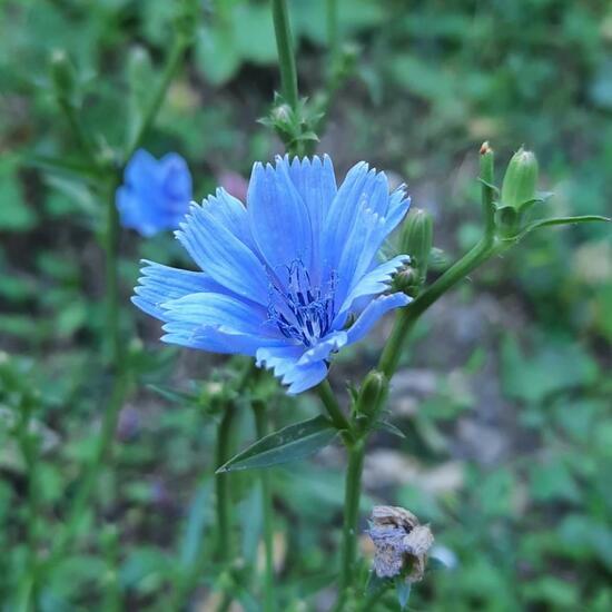 Gemeine Wegwarte: Pflanze in der Natur in der NatureSpots App