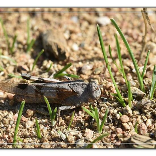 Blauflügelige Ödlandschrecke: Tier im Habitat Felsgebiet in der NatureSpots App