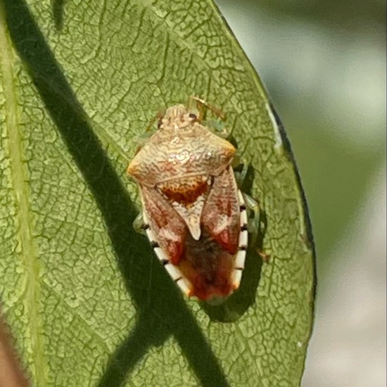 Elasmucha grisea grisea: Tier im Habitat Garten in der NatureSpots App