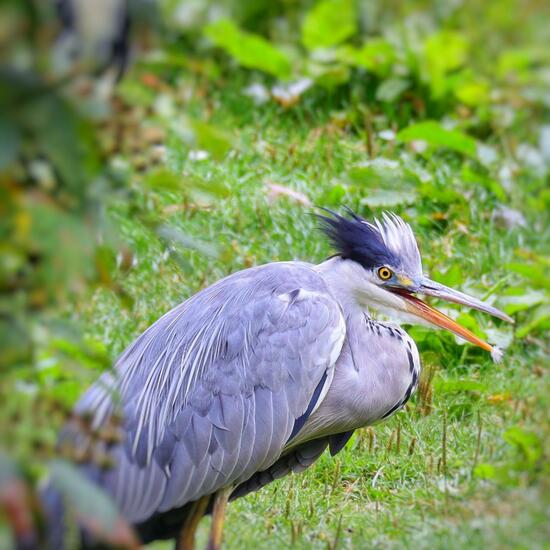 Graureiher: Tier im Habitat Felder in der NatureSpots App