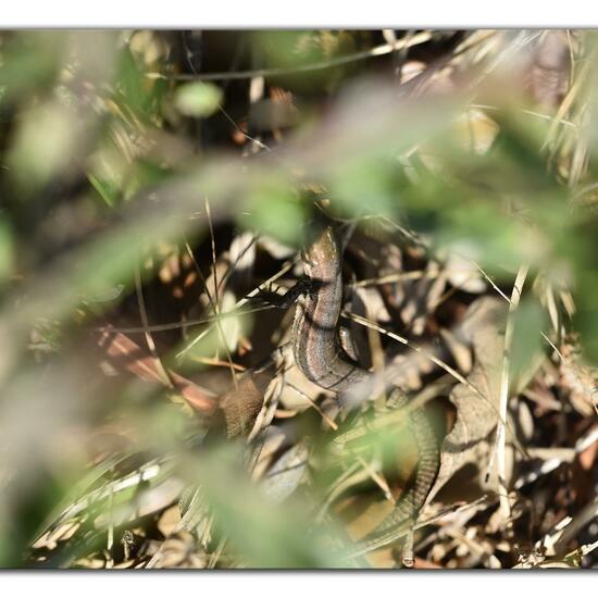 Mauereidechse: Tier im Habitat Felsgebiet in der NatureSpots App