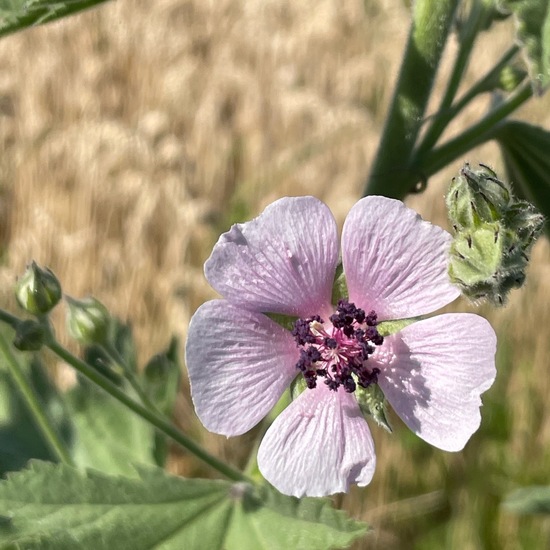 Echter Eibisch: Pflanze im Habitat Grasland und Büsche in der NatureSpots App