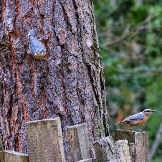 Kleiber: Tier im Habitat Wald der gemäßigten Breiten in der NatureSpots App