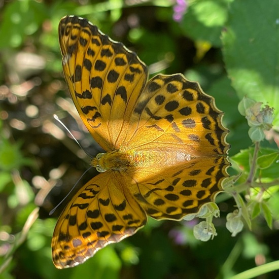 Kaisermantel: Tier im Habitat Landwirtschaft in der NatureSpots App