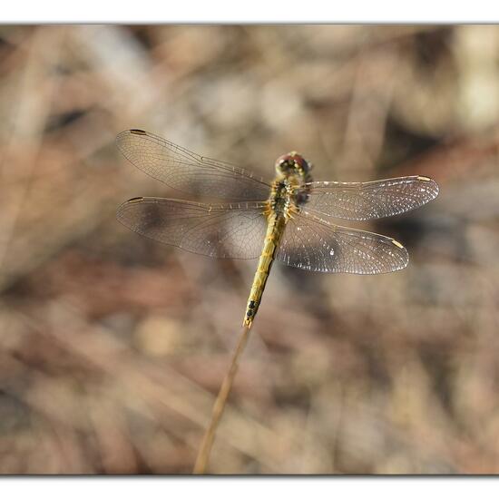 Red-veined darter: Animal in habitat Rock areas in the NatureSpots App