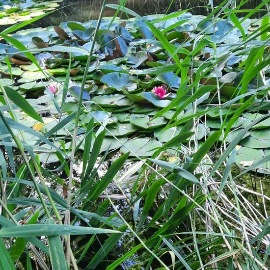 Landscape: Freshwater in habitat Pond in the NatureSpots App