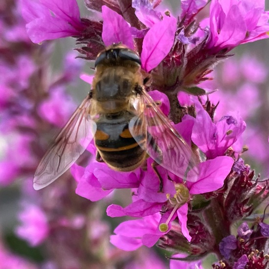 Eristalis tenax: Animal in nature in the NatureSpots App