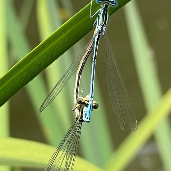 Blaue Federlibelle: Tier im Habitat Park in der NatureSpots App