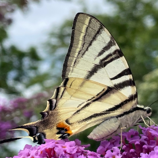 Scarce Swallowtail: Animal in habitat Park in the NatureSpots App