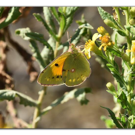 Colias croceus: Animal in habitat Rock areas in the NatureSpots App