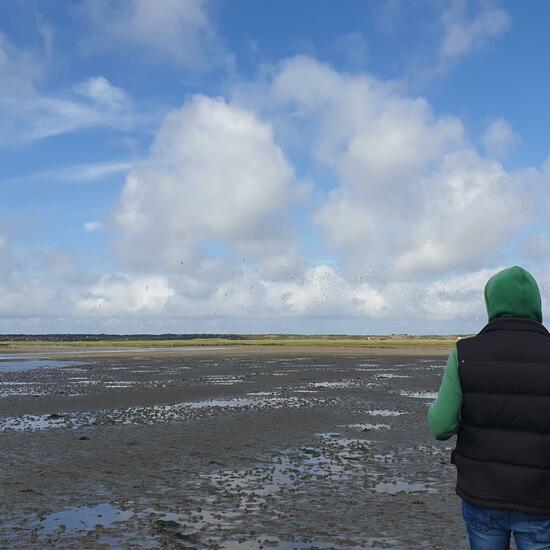 Larus argentatus: Animal in habitat Mudflat in the NatureSpots App