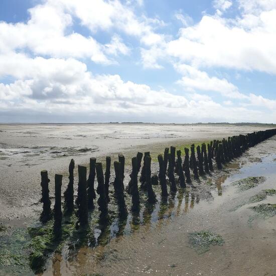 Landscape: Marine and Coast in habitat Mudflat in the NatureSpots App