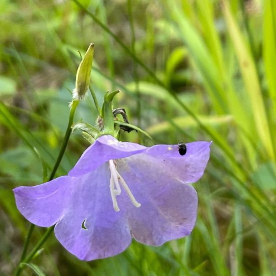 Pfirsichblättrige Glockenblume: Pflanze im Habitat Wald der gemäßigten Breiten in der NatureSpots App