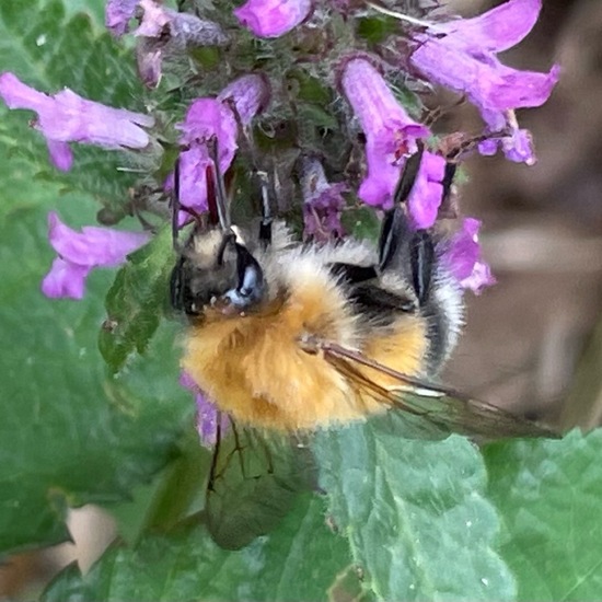 Bombus pascuorum: Animal in habitat City and Urban in the NatureSpots App