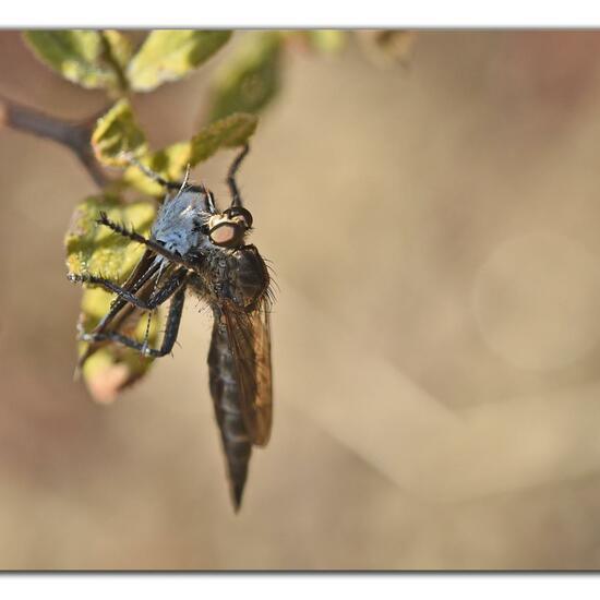 Machimus setibarbus: Animal in habitat Rock areas in the NatureSpots App