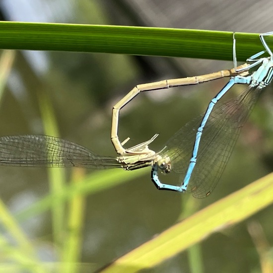 Blaue Federlibelle: Tier im Habitat Park in der NatureSpots App