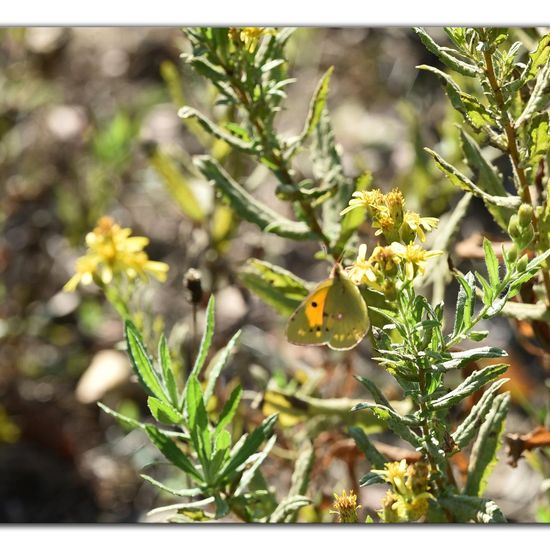 Colias croceus: Animal in habitat Rock areas in the NatureSpots App